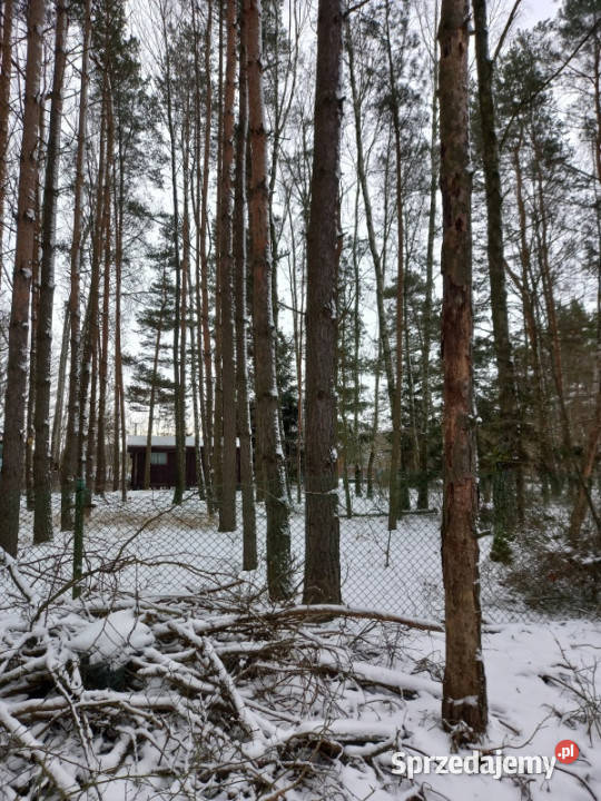 Działka leśna idealna na rekreację Dęba