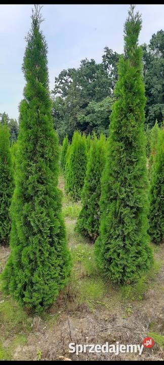 Thuja Szmaragd 140250 Tuja Szmaragd Tuja kopana Iglaste Grywałd