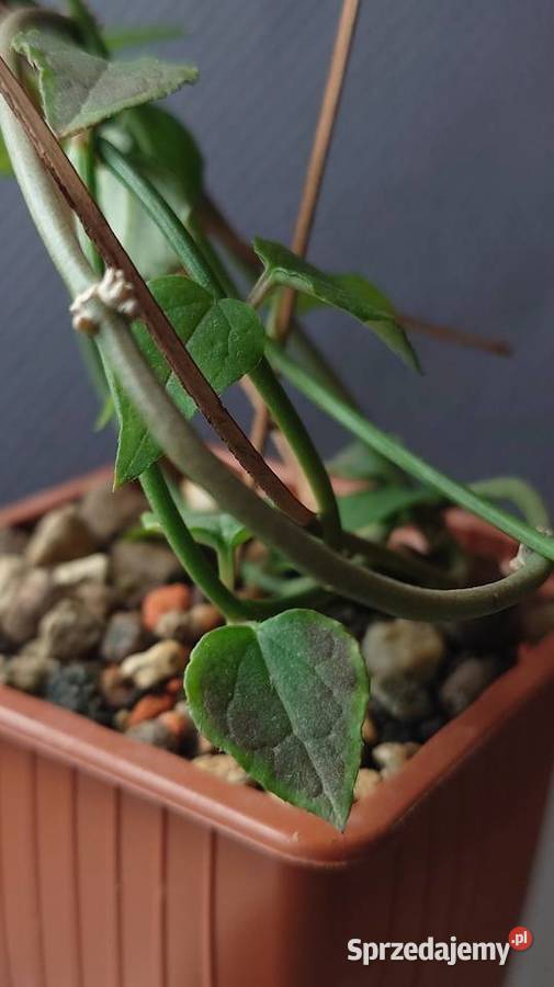 Ceropegia ciekawa odmiana roślina z kolekcji mazowieckie