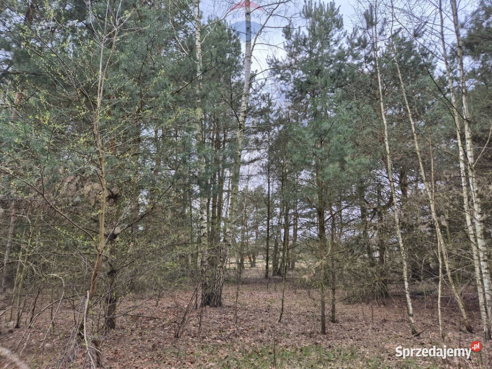 3z5 Działka budowlana Kuklówka Radz 1432 m2 Kuklówka Radziejowicka sprzedam