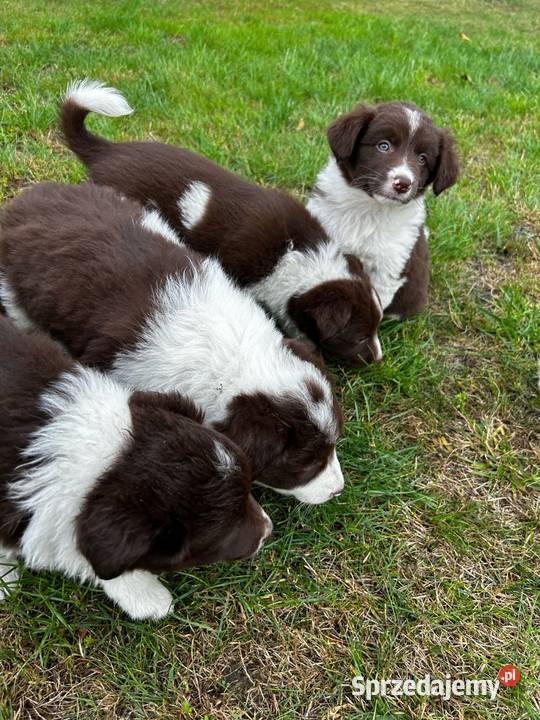 Border Collie szczeniaki kujawsko-pomorskie Linowiec