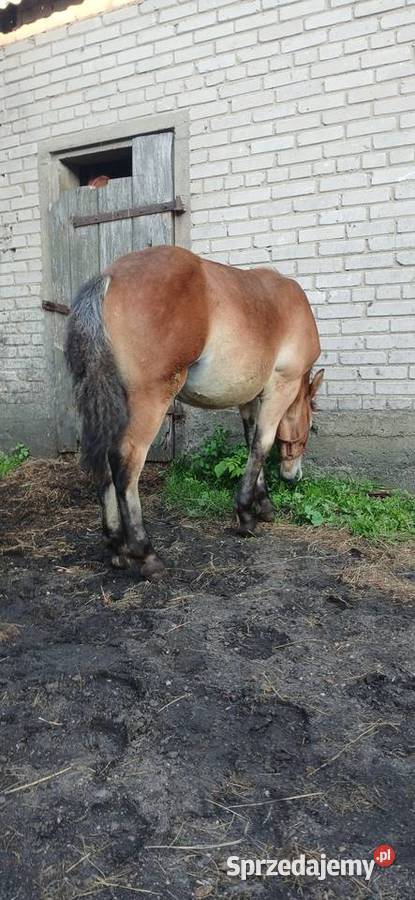 Sprzedam klacz zrebno ze źrebakiem Waniewo