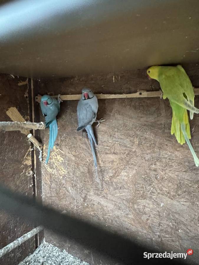 Papugi Papuga Aleksandretty Aleksandretta Warszawa