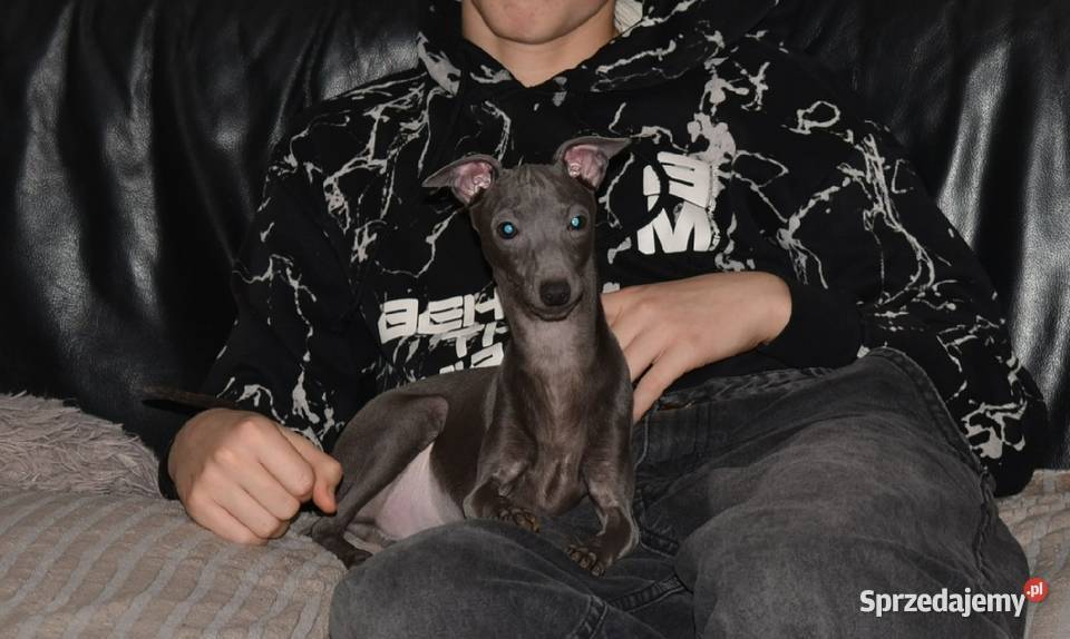 Charcik Włoski piesek ZKwP FCI Zielona Góra