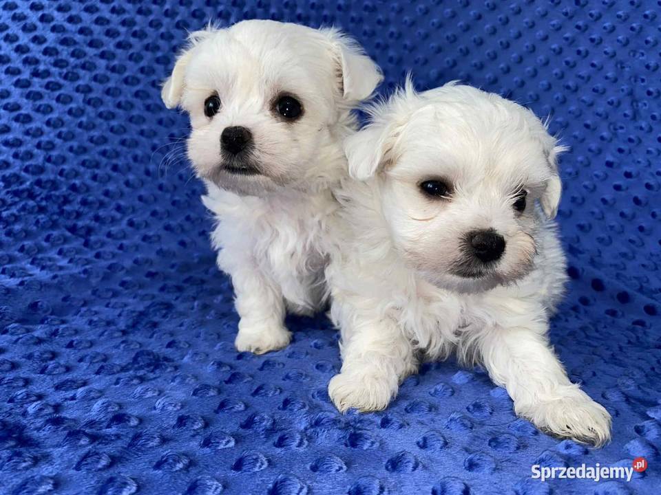 Maltańczyk gotowy do odbioru Będzin