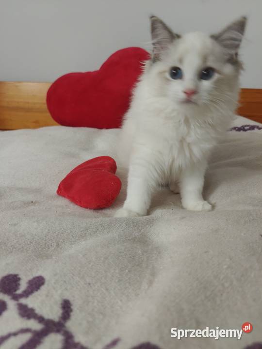 Kocięta Ragdoll towarzyskie hodowla 12 lat Lublin sprzedam