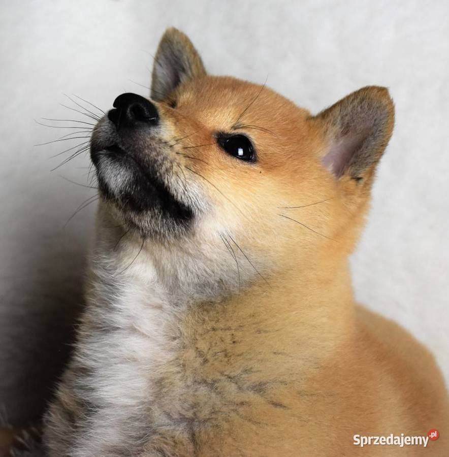 Szczenięta ShibaInu piesek z doskonałym Pozostałe Kalisz sprzedam