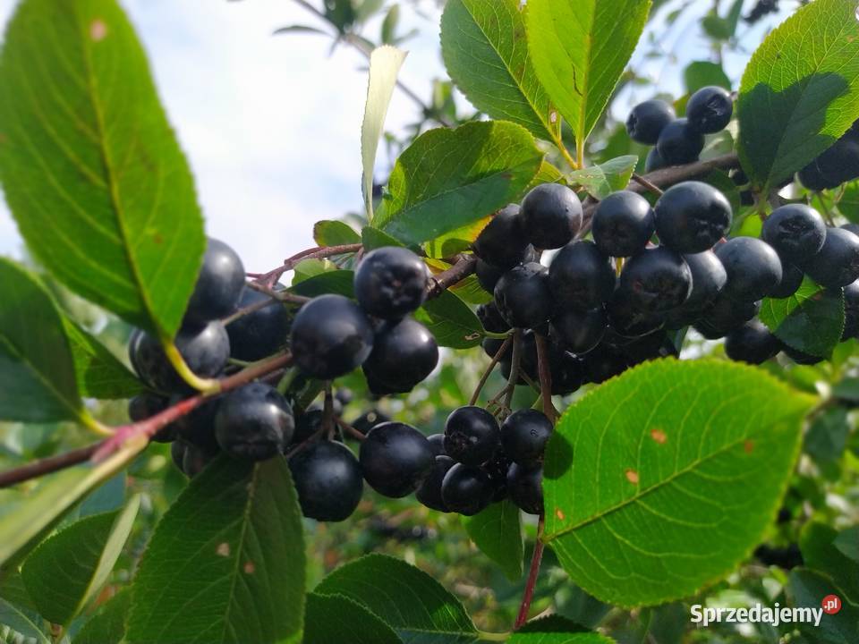 Aronia Owoce Aronii Ekologiczne Aronie Wysyłka Nowy Sącz