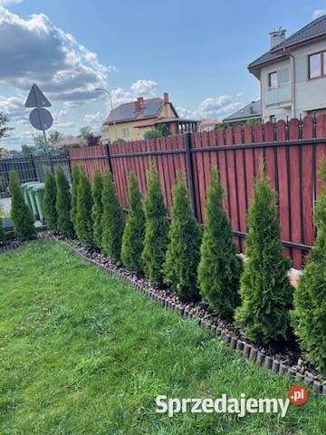 Tuja szmaragd tuje thuja smaragd szmaragdowa Mielec