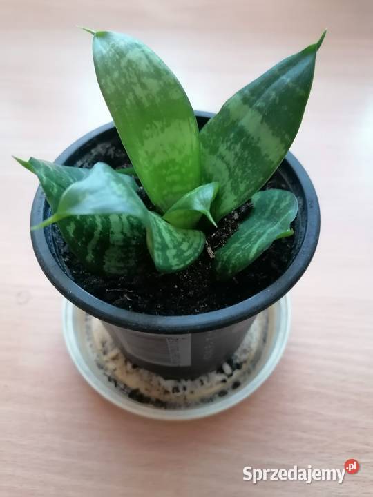 Sansevieria miniaturowa Roslina domowaKwiaty zielony Łódź