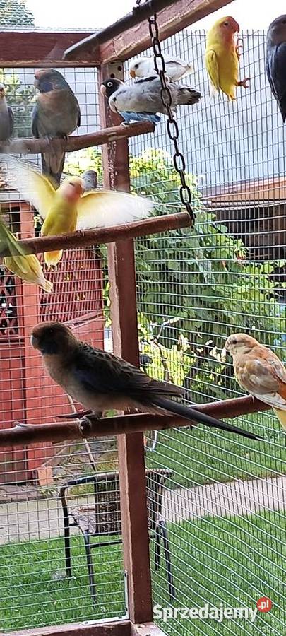 Rozela królewska papugi opolskie Jaworzno sprzedam