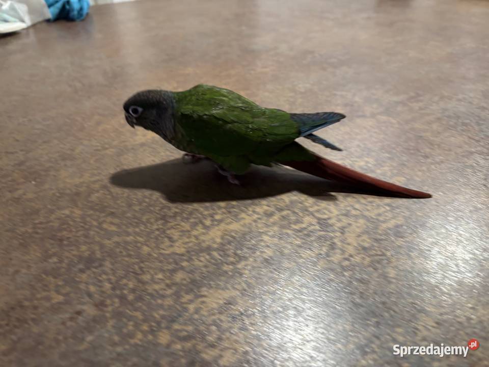 Rudosterki Zielonolice ręcznie karmione oswojone Ptaki
