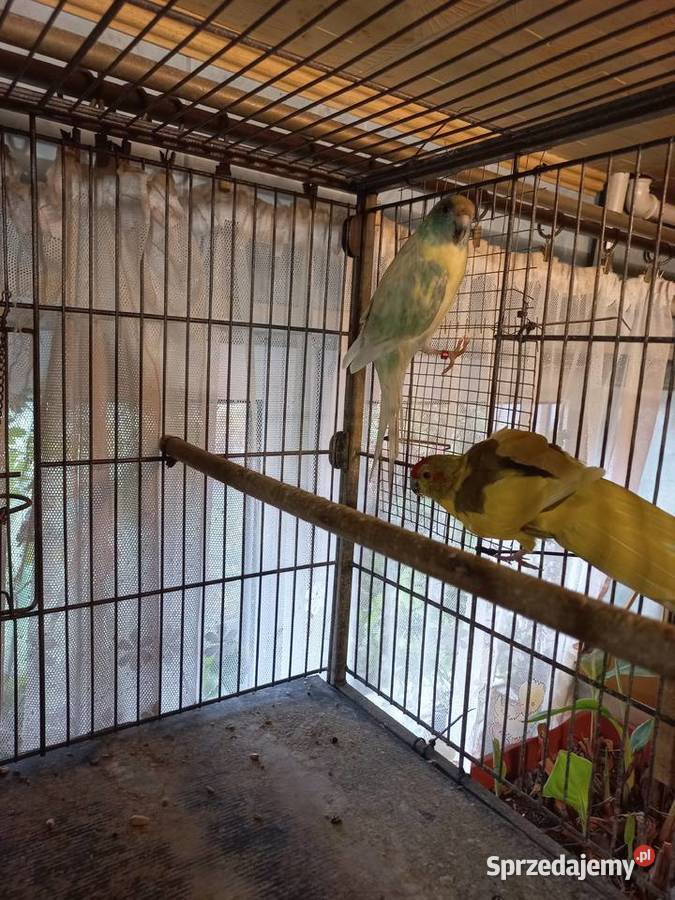 Papugi modrolotki Wadowice