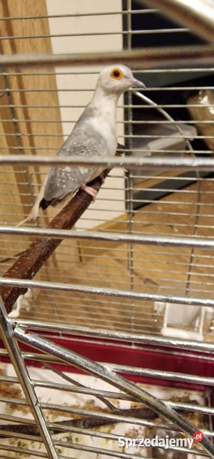 Gołąbki diamentowe para Młode z tego roku Gdynia