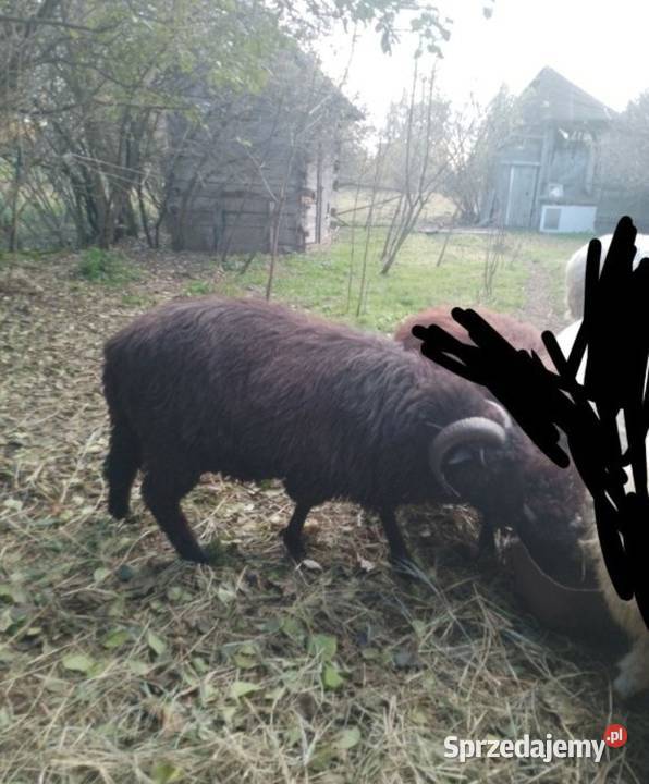 Sprzedam barana lubelskie