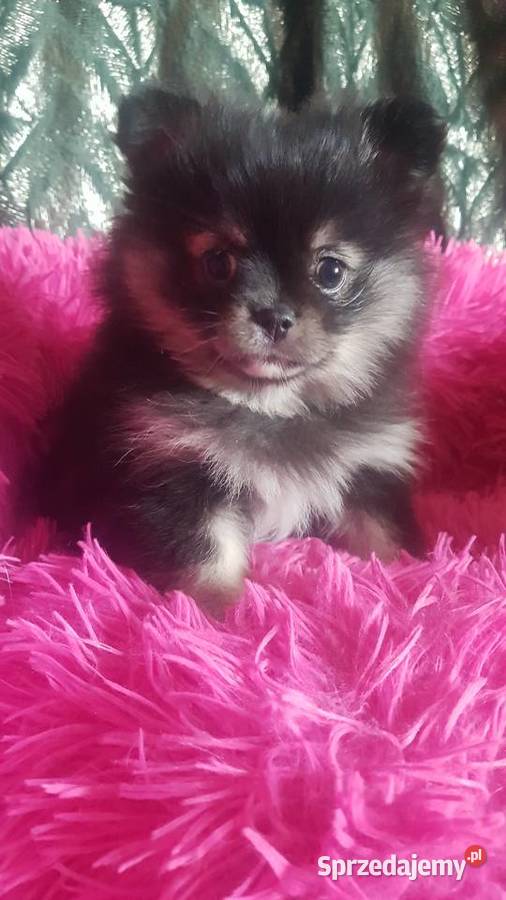 Suczka szpic pomeranion Płońsk sprzedam