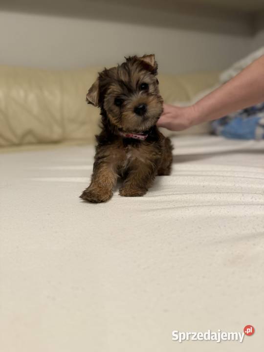 Piękne Yorki z rodowodem wychuchane wypieszczone Wysokie