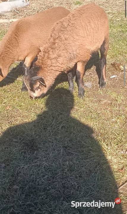 Owce Kameruny Bobrowa