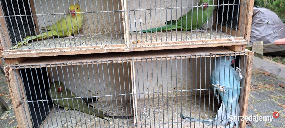Papugi aleksandretty obrożne Zwierzęta Konin