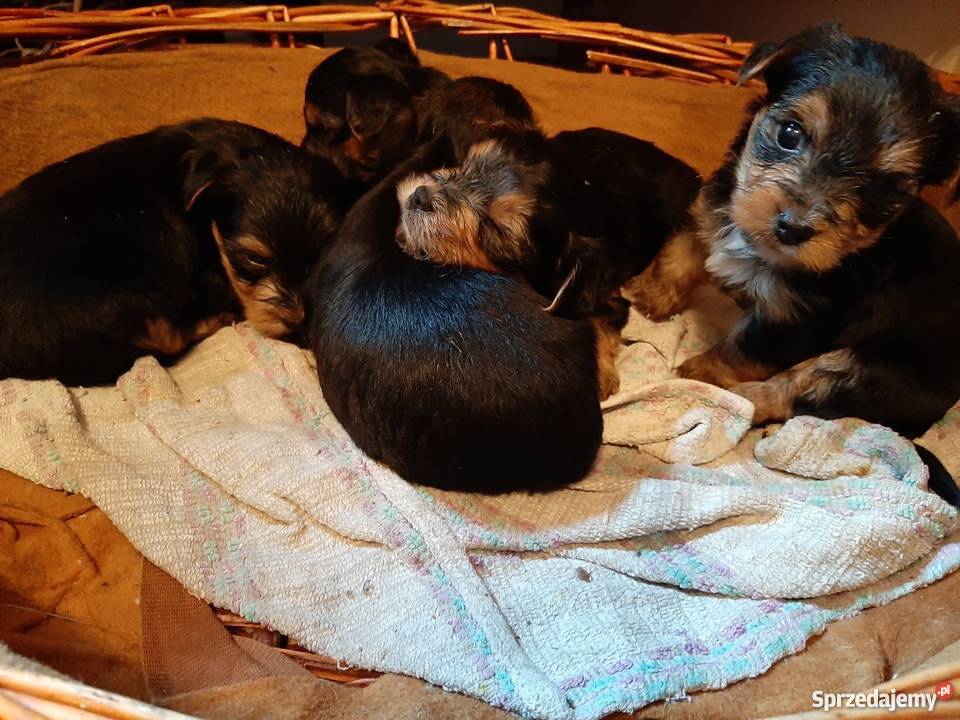 Okazja Yorkshire terrier York Baniocha sprzedam