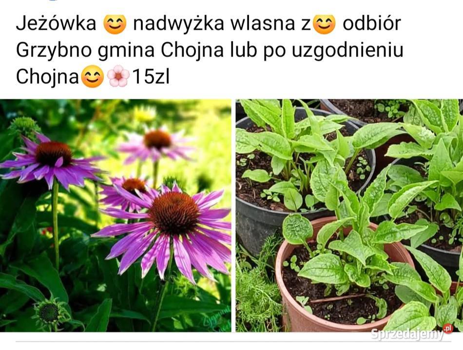 Jezowka roślina wlasna Róże zachodniopomorskie Grzybno