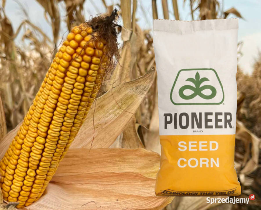 Kukurydza Pioneer P9944 na ziarno kiszonkę Gniezno