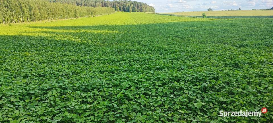 Gryka 2025 nasiona poplon