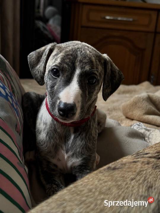 Whippet ZKwP FCI szczenięta z domowej hodowli Tczew