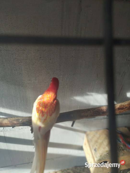 Sprzedam papugi rozelle białolice Sieczychy