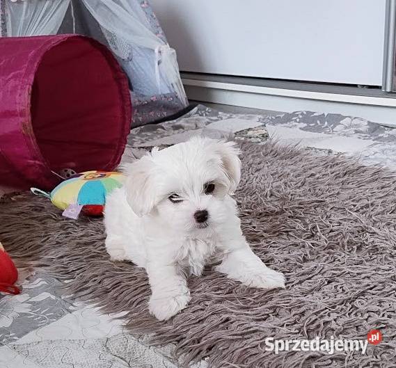 Maltańczyk suczka śląskie Racibórz