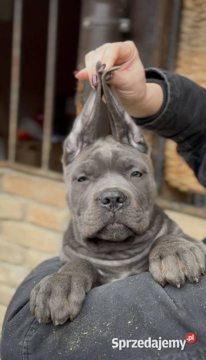 Cane Corso Szczenięta na sprzedaż mazowieckie Warszawa