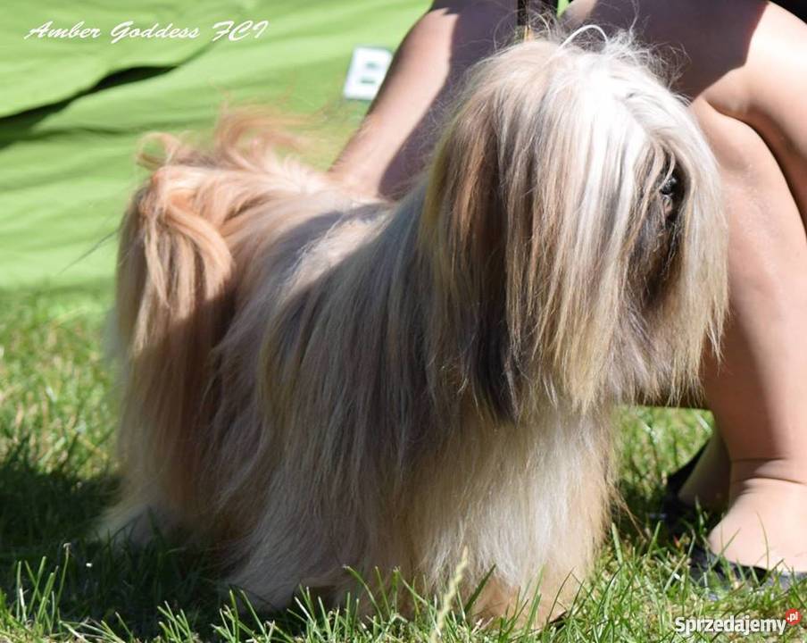 Lhasa Apso Shih Tzu Maltańczyk Bichon Frice Kielce sprzedam