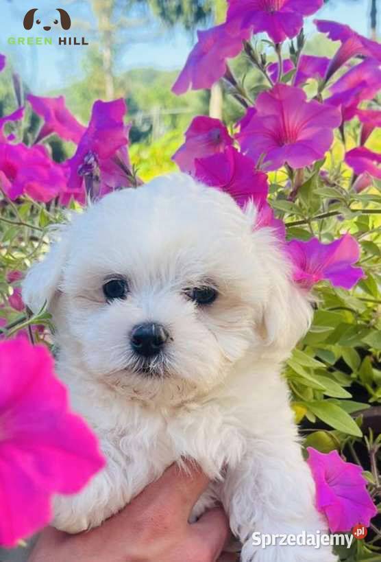 Bichon Frise szczeniak Rzeszów