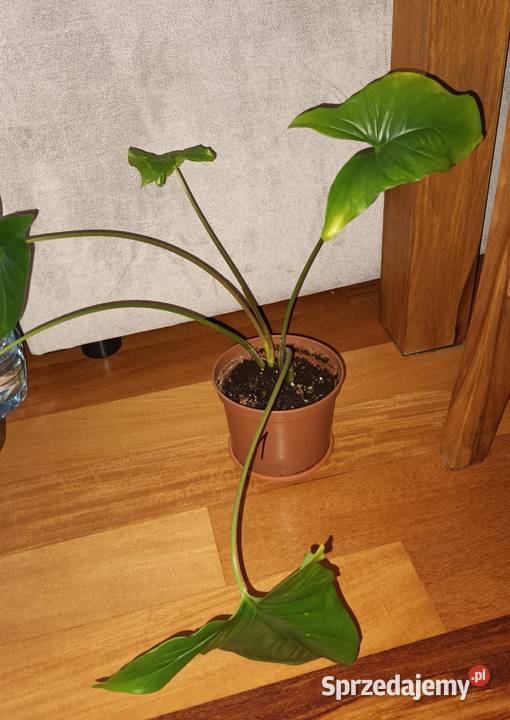 Duże syngonium nie znam dokładnego gatunku Warszawa sprzedam