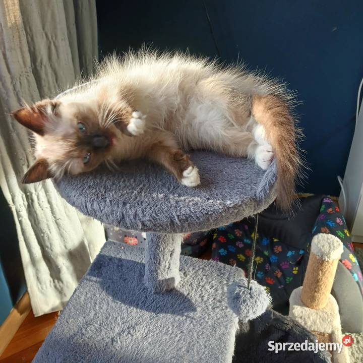 Piękny kocurek rodowodowy ragdoll Łódź