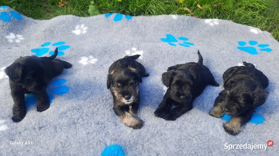 Sznaucer miniaturowy