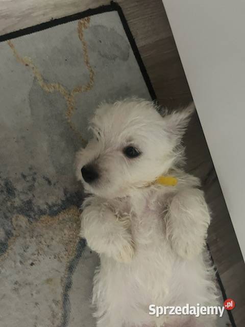 West Highland White Terrier