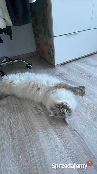 Piękny kocurek Ragdoll Czarna Woda