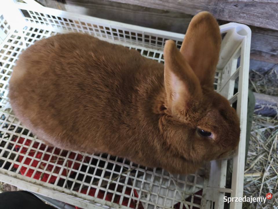 Króliki Różne Rasy Samiczki i samczyki Jasieniec