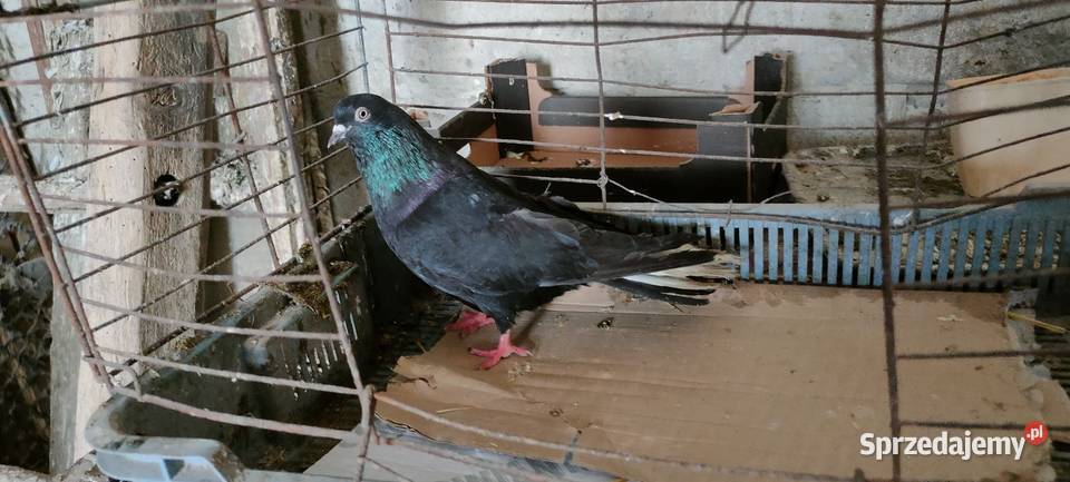 Sprzedam orliki lubelskie Tokarówka