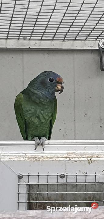 Piona Niebieskogłowa Piona łuskowa Wieliczka