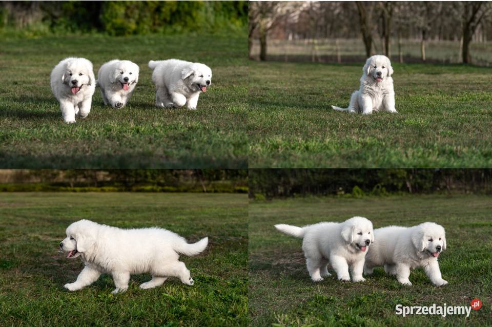 Owczarek podhalański szczenięta bo utytułowanych wielkopolskie Jamnice