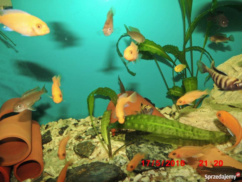 Pyszczaki Pseudotropheus Flavus małopolskie Kraków