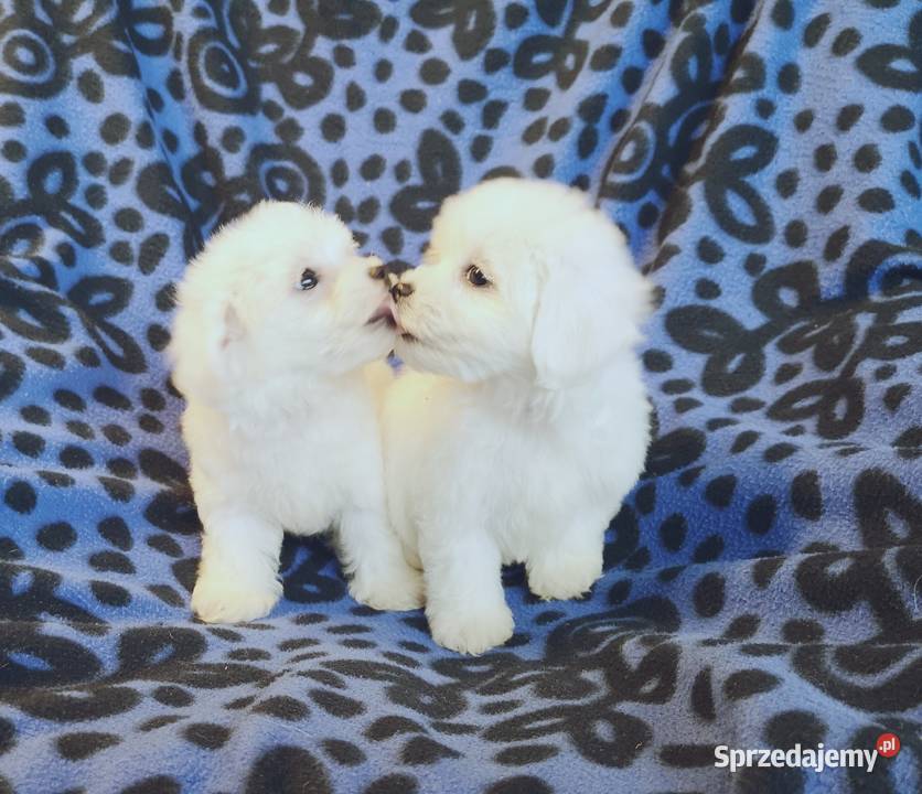 Maltanczyk Piękne Bialutkie Szczeniaczki Szczecinek