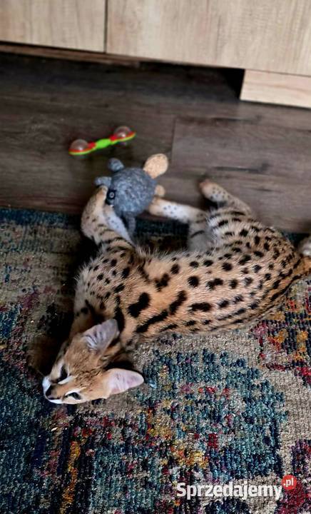 Serwal Afrykański Leptailurus serval przepiękna Zwierzęta śląskie Katowice