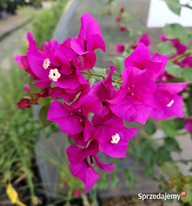 bugenvilla Kraków