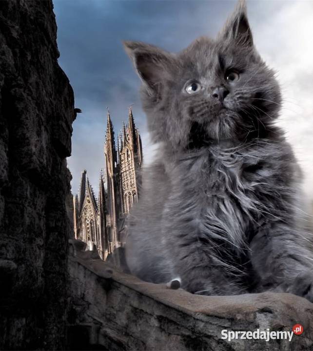 Maine Coon kotki Wińsko sprzedam