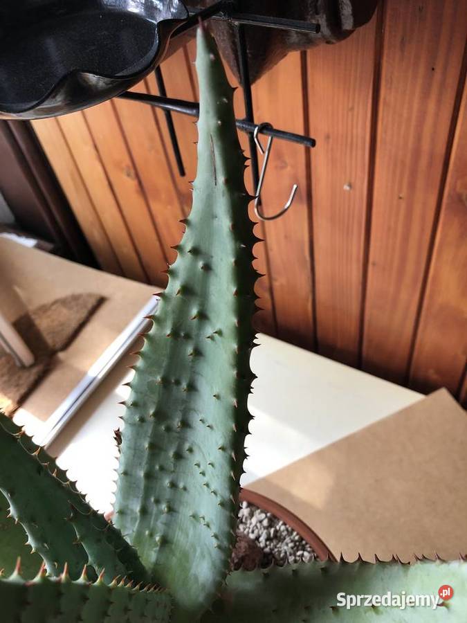 Aloes Aloe Ferox piękny rzadki w Polsce gatunek Liściaste Ogród mazowieckie Piastów