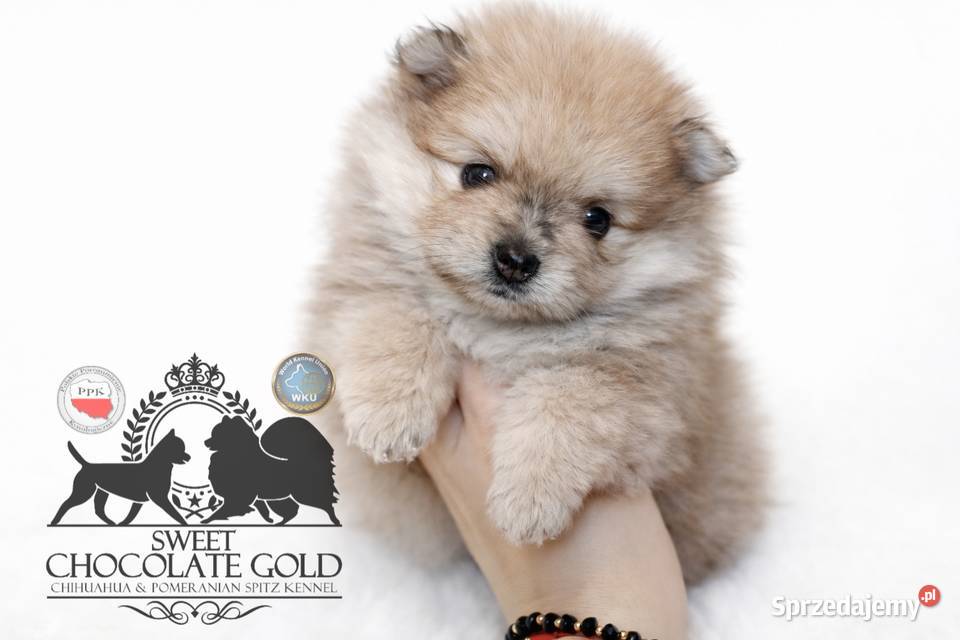 Szpic miniaturowy pomeranian Orange merle Warszawa