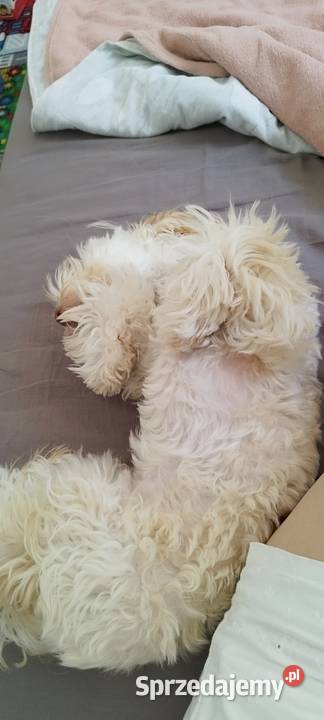 Sprzedam maltipoo Łódź